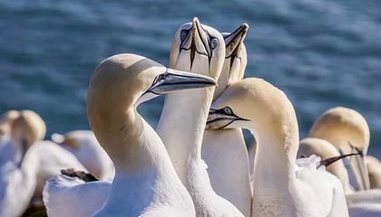 Jiu You-中国足球职业俱乐部强化教练团队梯队构建，足球队教练组架构