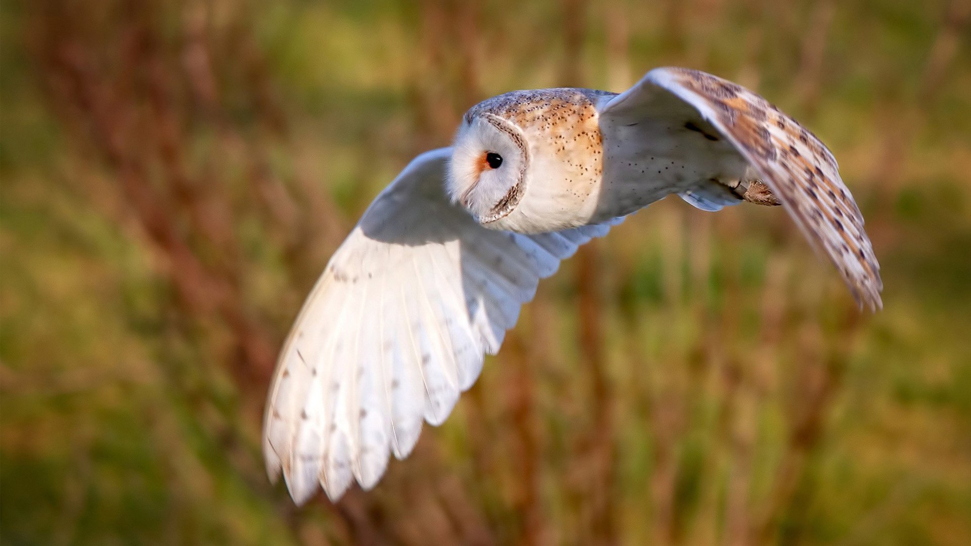 九游jiuyou-“德甲争冠形势分析：几支豪门鏖战不休”，德甲德甲